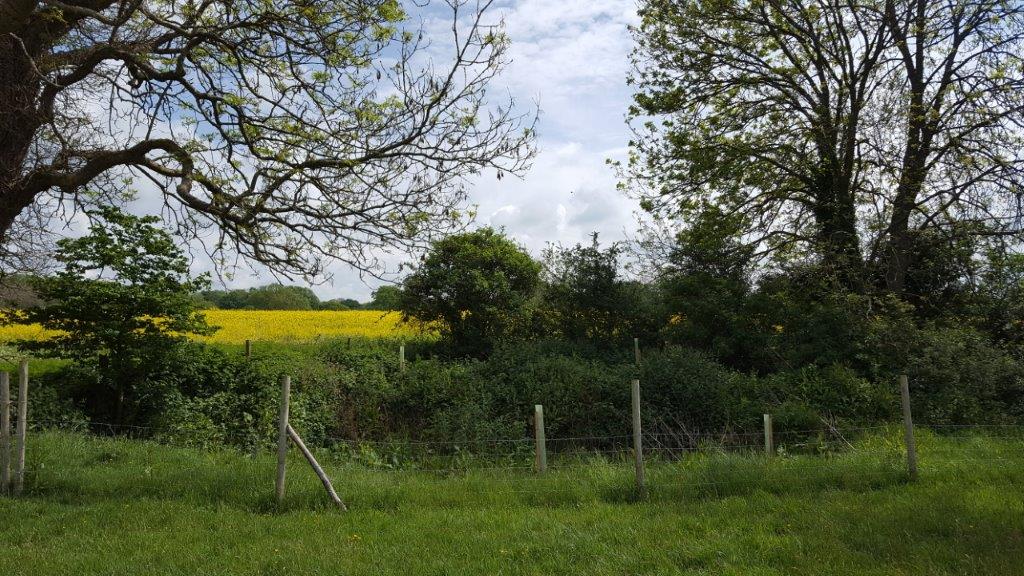 black poplar